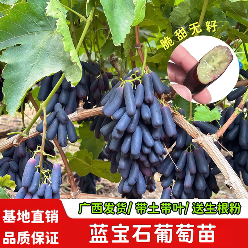 葡萄盆栽
