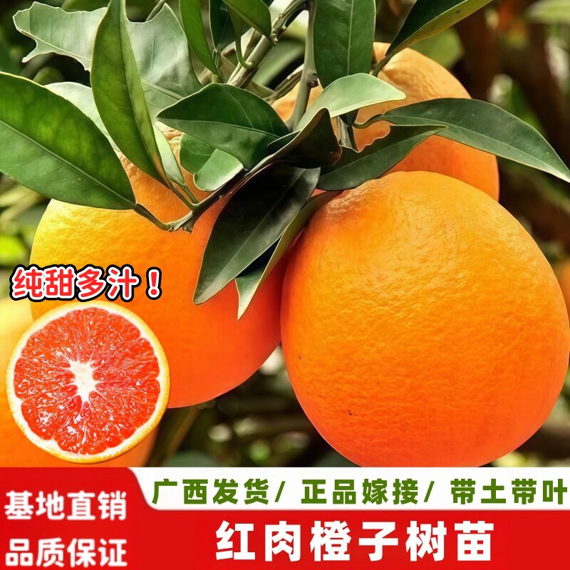 赣南脐橙嫁接红心橙苗南北可种图片