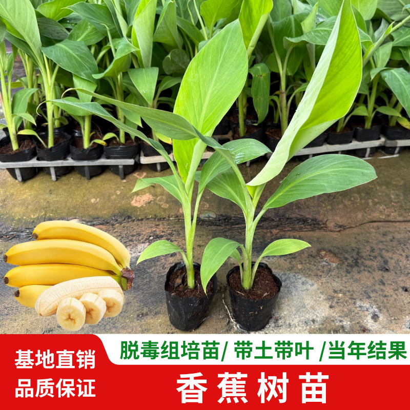 威廉斯香蕉苗当年结果盆栽地栽
