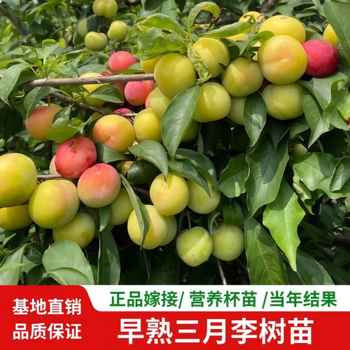 早熟三月李树苗嫁接银妃三华李苗