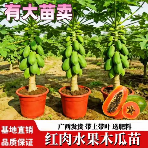 矮化木瓜苗四季结果红心木瓜树苗