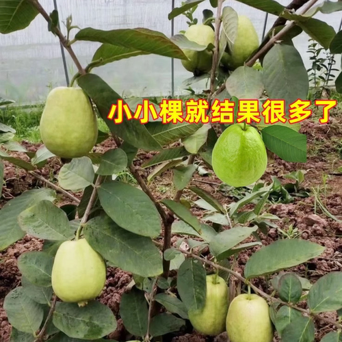 番石榴树果苗当年结果四季盆栽树