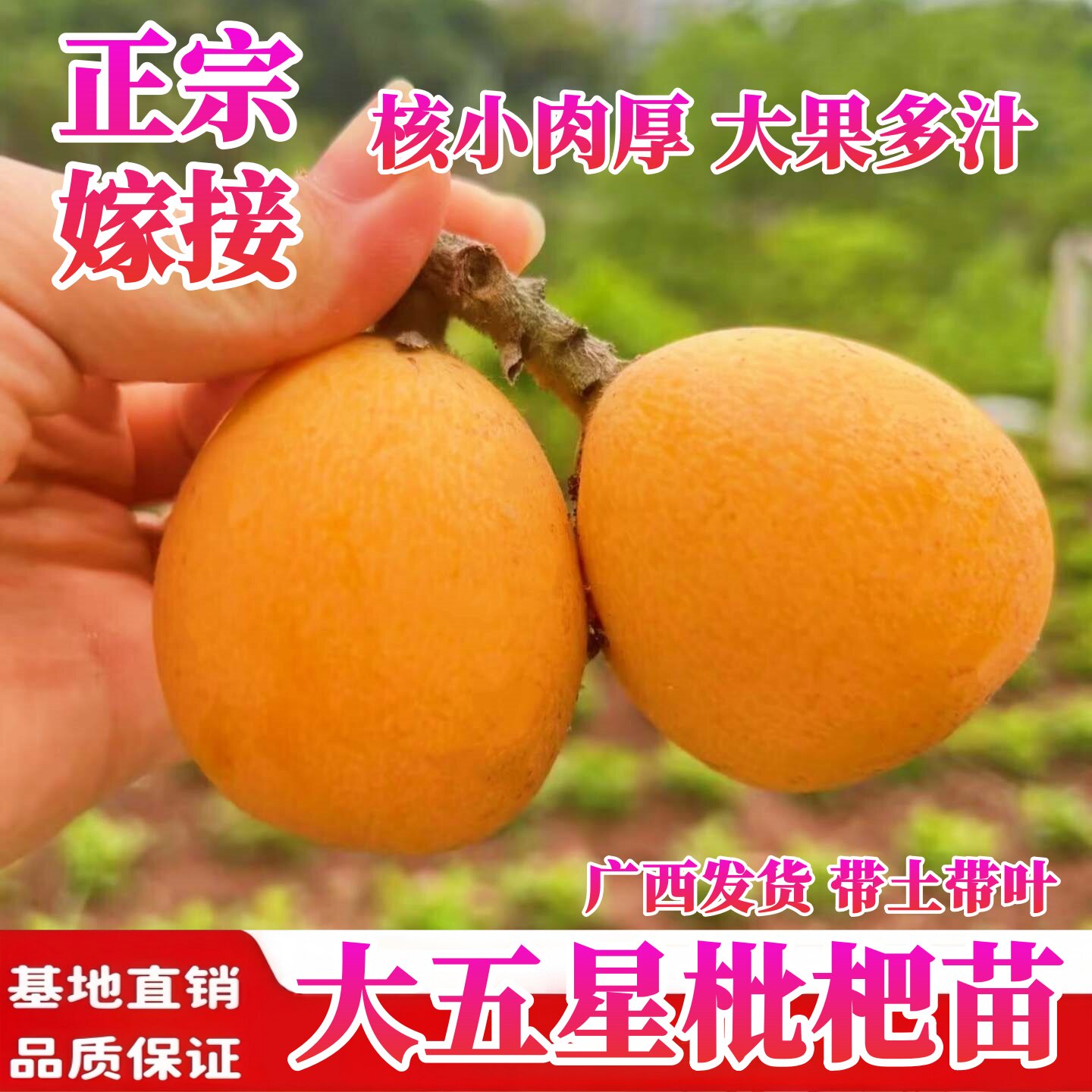 大五星枇杷树苗嫁接纯甜大果耐寒图片