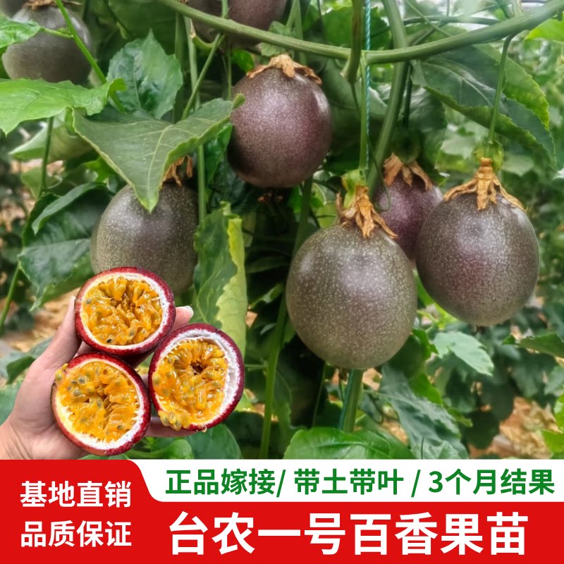 四季结果嫁接台农一号百香果苗图片