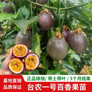 台农一号百香果嫁接苗三个月结果四季品种香甜多汁阳台庭院盆栽