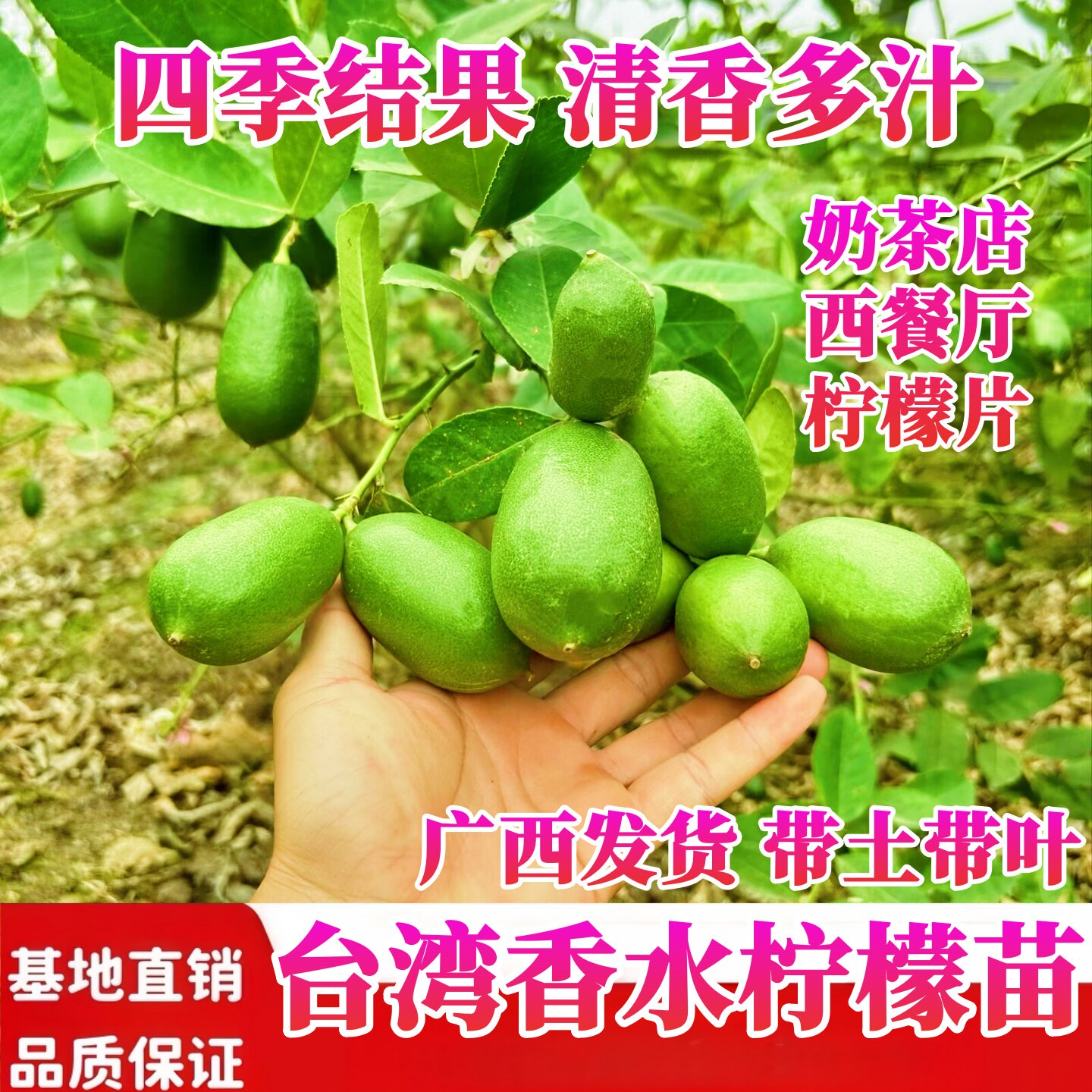 台湾香水柠檬苗四季结果清香多汁柠檬树苗盆栽基地直销带土带叶发