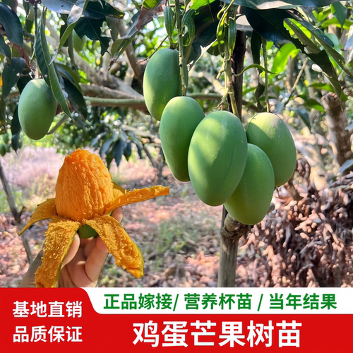 椰香鸡蛋芒果苗阳台庭院芒果树苗