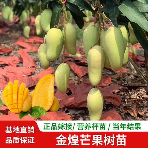 常绿大金煌芒果树苗嫁接阳台盆栽