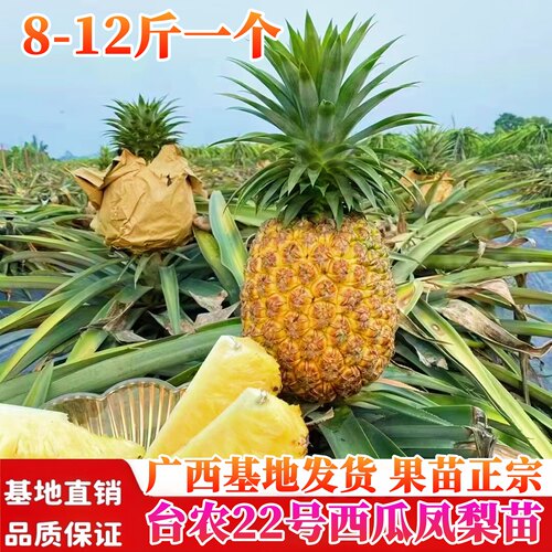 西瓜凤梨苗四季结果纯甜多汁