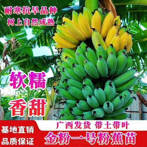 金粉一号粉蕉树苗软糯香甜矮化苗
