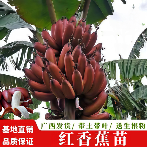 当年结果蜜甜红香蕉树苗阳台盆栽