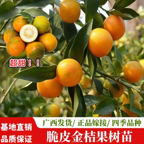 脆皮金桔嫁接大果苗当年结果