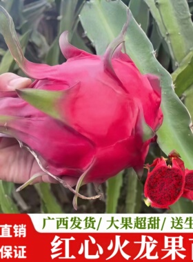 红心红肉火龙果苗紫色果树果苗南方阳台四季盆栽种植水果当年结果