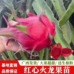 红心红肉火龙果苗紫色果树果苗南方阳台四季盆栽种植水果当年结果