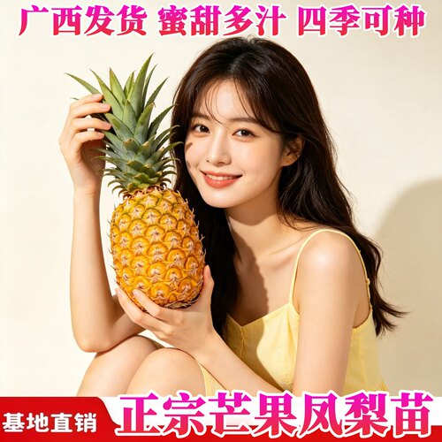 芒果凤梨苗南北方盆栽地栽凤梨苗