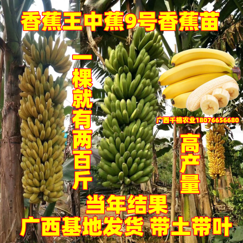 香蕉王中蕉9号香蕉苗树红香蕉粉蕉苗当年结果单果两百斤盆栽地栽