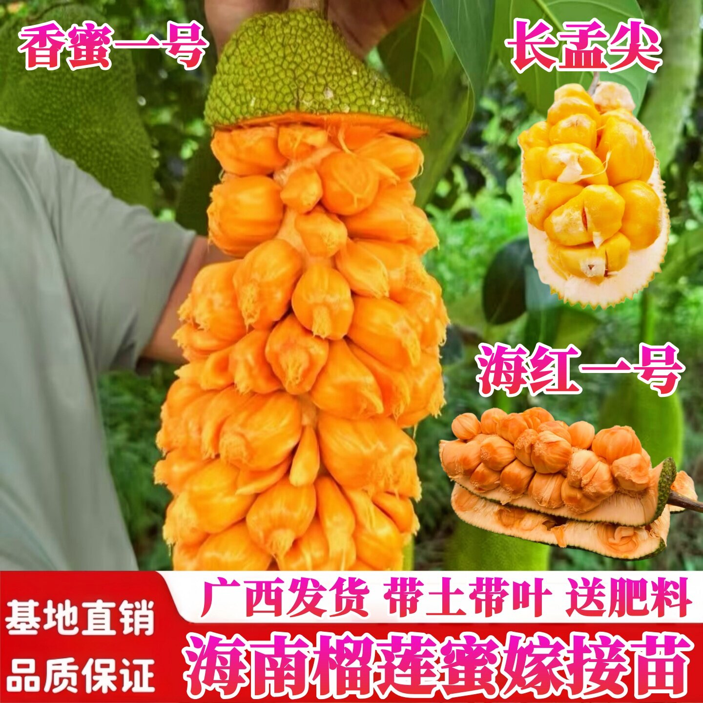 香蜜一号榴莲蜜嫁接苗海南榴莲苗甜蜜四季阳台庭院盆栽地栽果树苗