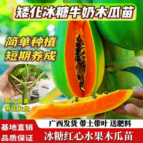 冰糖红心木瓜苗四季结果矮化盆栽