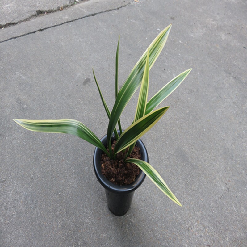 华辉兰苑实物兰花墨兰铭品荷瓣花艺双全-金太阳冠缟艺（此盆3苗）
