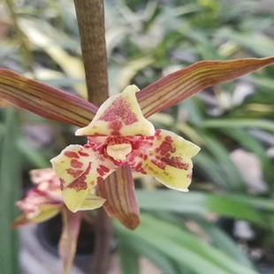 此盆4头苗2芽 三星蝶漂亮奇花 华辉兰苑花卉实物兰花墨兰新品