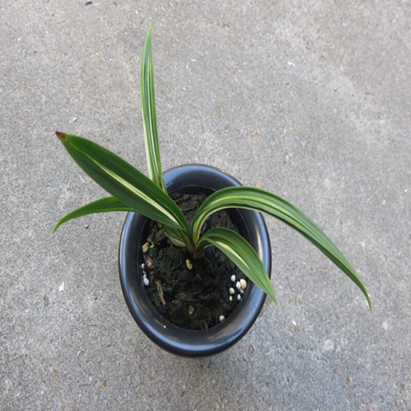 华辉兰苑花卉实物兰花墨兰矮种-老种达摩落头松艺 (此盆2苗）