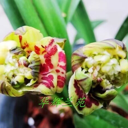 华辉兰苑实物兰花墨兰精品中矮种漂亮奇花-雄狮牡丹（此盆5苗）