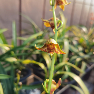 华辉兰苑绿植兰花墨兰精品绿杆转色荷蝶帝皇蝶国兰盆栽阳台养兰