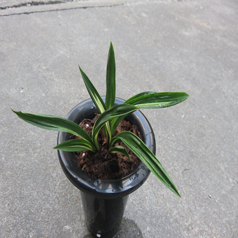 华辉兰苑实物兰花墨兰矮种线艺-老种达摩双色瑞鹰艺(此盆3苗)