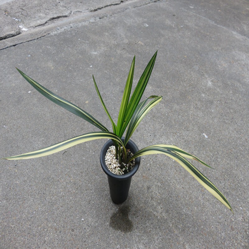 华辉兰苑实物兰花墨兰奇花花艺双全-国香牡丹大斑缟（此盆4头苗）