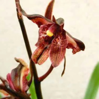 华辉兰苑实物兰花墨兰铭品红素奇花-香山奇红(此盆4苗)