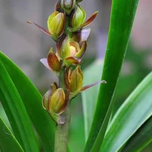 华辉兰苑实物兰花墨兰传统铭品中矮种荷瓣- 朝圣荷(此盆4苗)