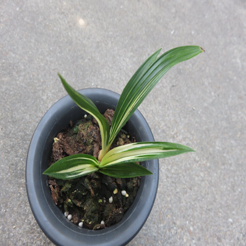 华辉兰苑实物兰花墨兰矮种-老种达摩落头漂亮松艺 (此盆2苗）