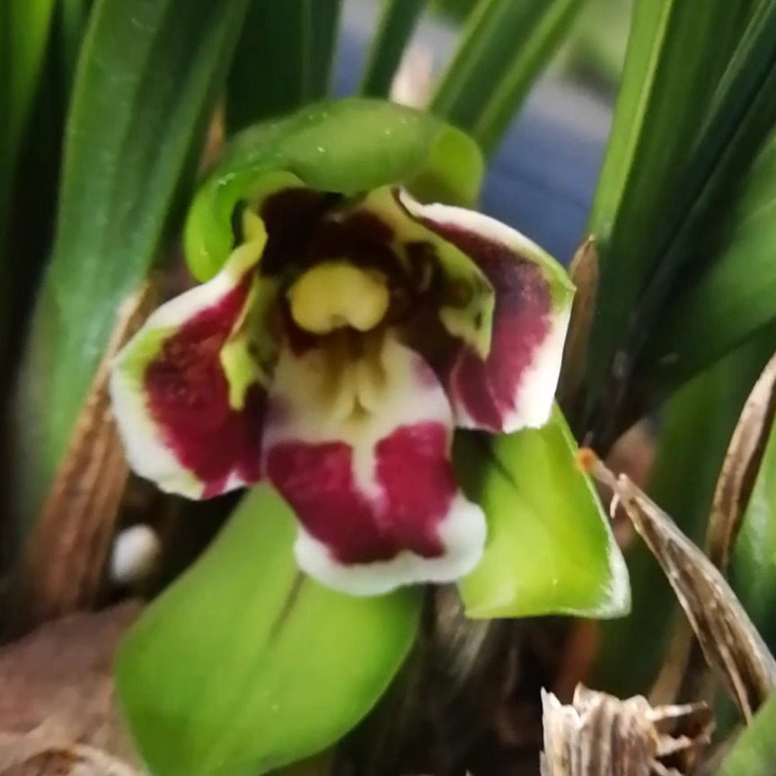 华辉兰苑实物兰花春兰荷瓣奇花叶蝶三星蝶 -三皇(此盆3苗1大芽)