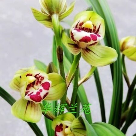 华辉兰苑实物兰花建兰铭品大花漂亮荷瓣-山东荷 (此盆5苗)