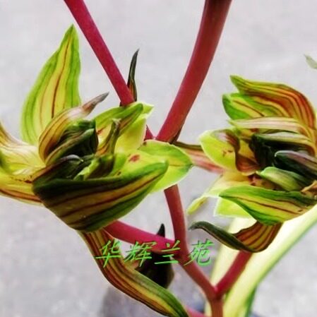 华辉兰苑实物兰花墨兰奇花线艺兰阳牡丹中透艺（此盆3头苗1芽）
