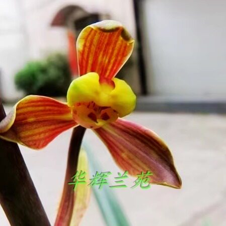 华辉兰苑花卉实物兰花墨兰传统铭品红花梅瓣-大黄金（此盆6苗）