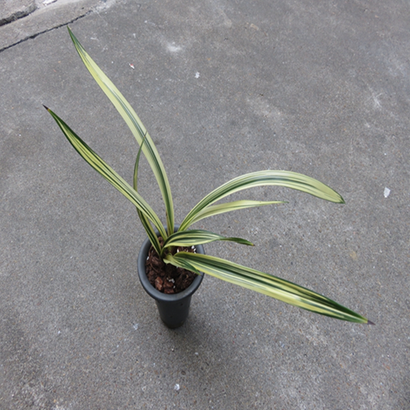 华辉兰苑实物兰花墨兰传统铭品线艺藏龙出连代呈祥艺(此盆3苗)