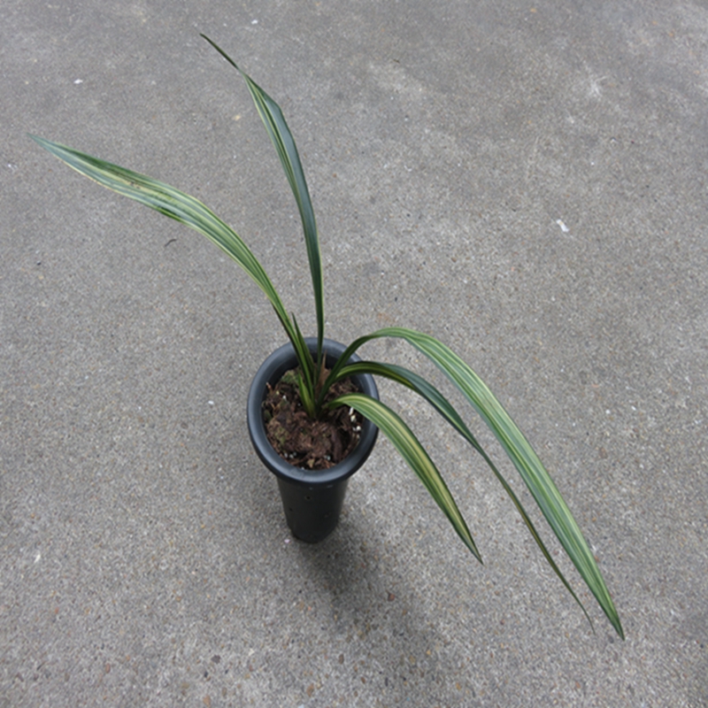 华辉兰苑实物兰花墨兰花艺双全国香牡丹双色斑缟艺(此盆2苗)