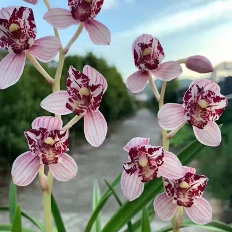 华辉兰实物兰花建兰网红精品色花奇花-凤舞九天(此盆7苗1大芽)