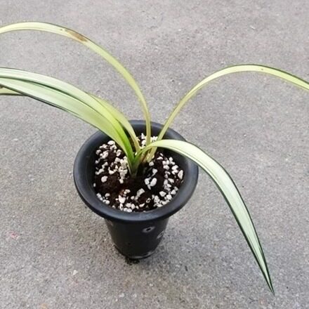 实物兰花墨兰精品花艺双全-兰阳牡丹奇花中透艺（此盆2苗）子母苗