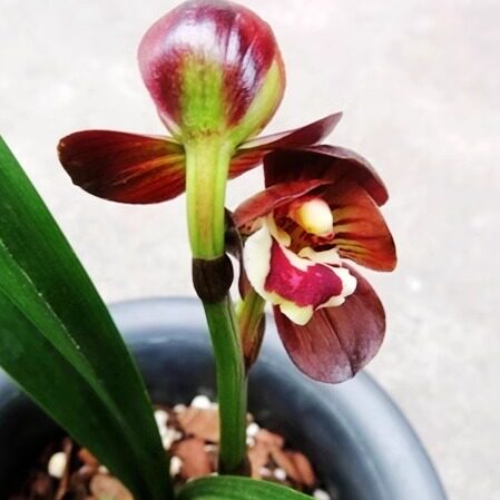 华辉兰苑实物兰花墨兰精品红花荷瓣-红鼎荷出艺 (此盆4苗1花苞）