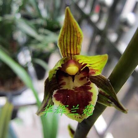 华辉兰苑实物兰花墨兰精品中矮种奇花荷型奇花-荷蝶王 (此盆4苗）