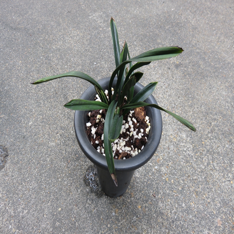 华辉兰苑实物兰花春兰精品矮种荷瓣-碧玉圆荷水晶 (此盆8头苗)2芽