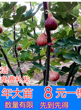 无花果树果苗波姬红盆栽地栽南方北方种植当年结果特大无花果树苗