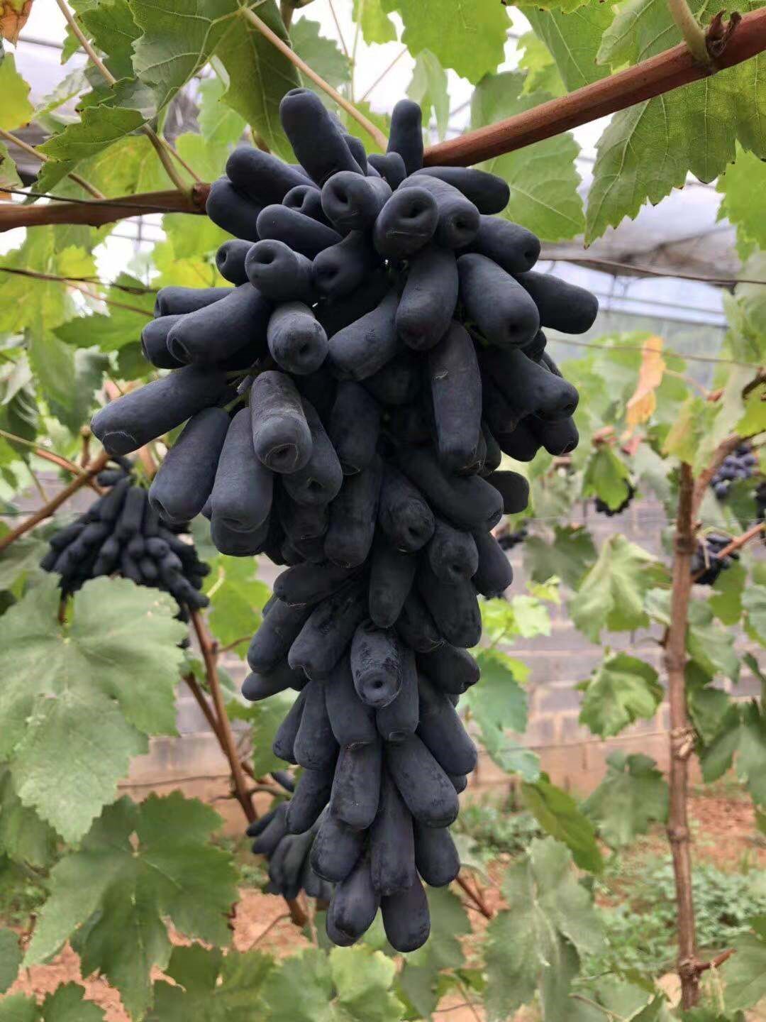 巨峰葡萄树苖当年结果葡萄大果树果苗北南方种植树爬藤苗盆栽地栽