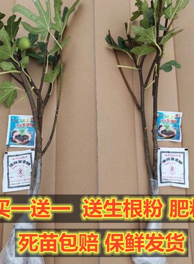 无花果树果苗波姬红四季盆栽地栽南北方庭院阳台当年结果无花果苗