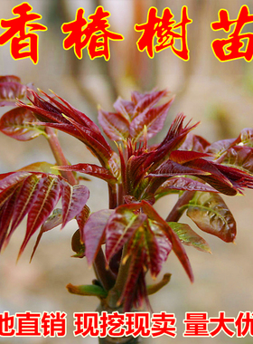 红油香椿苗树盆栽地栽四季种植果树香椿果苗南方北方当年结果树苖