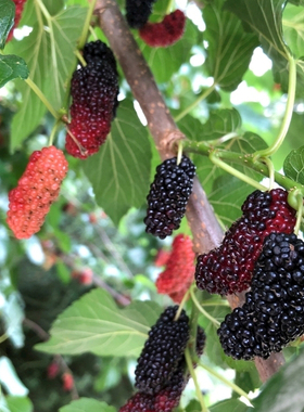 桑树苗桑葚树苗庭院果树四季种植当年结果食用黑桑葚树长桑苗
