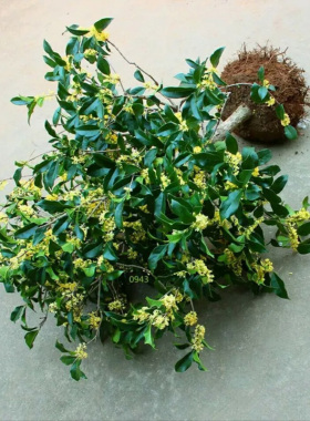 桂花树盆栽四季浓香型嫁接植物