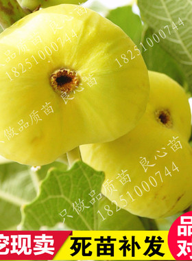 无花果树果苗波姬红四季新品种水果苗特大无花果苗盆栽当年结果